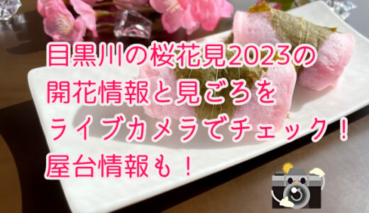 目黒川の桜花見2023の開花状況と見ごろをライブカメラやyoutubeでチェック！屋台情報も！